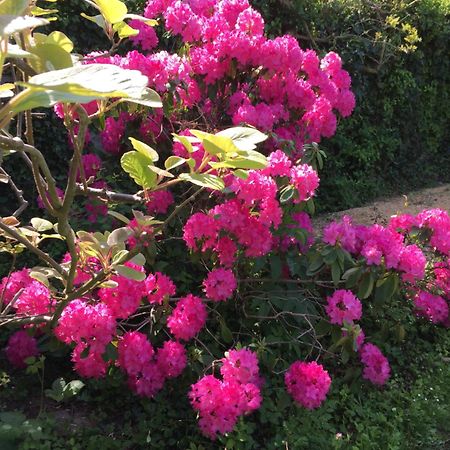 Le Clos Tilia Bed & Breakfast Clery-Saint-Andre Ngoại thất bức ảnh